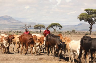 Kenya Afrika İnekleri ile Masai Kabilesi 28 Kasım 2019