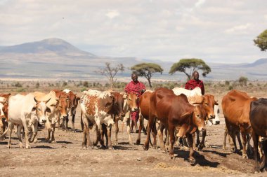 Kenya Afrika İnekleri ile Masai Kabilesi 28 Kasım 2019