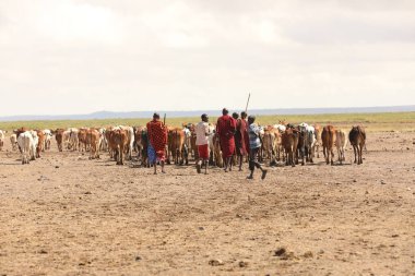 Kenya Afrika İnekleri ile Masai Kabilesi 28 Kasım 2019