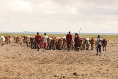 Masai Kabileleri Kenya Afrika 'da 25 Eylül 2019