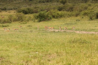 Kenya Afrika 'sında Geyik Besleme