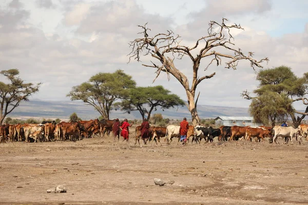 Племя Масаев Коровами Кения Африка Августа 2019 — стоковое фото