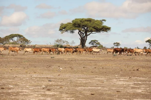 Tribo Masai Com Vacas Quênia África Ago 2019 — Fotografia de Stock