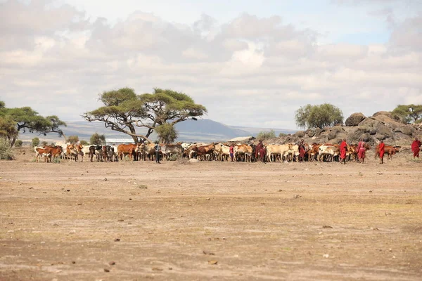 Masai Tribe Cows Kenya Africa 31St Aug 2019 — Stock Photo, Image