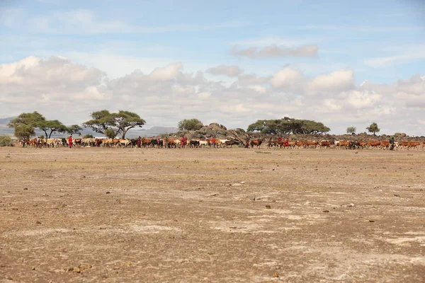 Kenya Afrika İnekleri ile Masai Kabilesi 31 Ağustos 2019