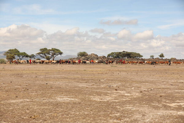Masai Tribe with Cows Kenya Africa 31st Aug 2019