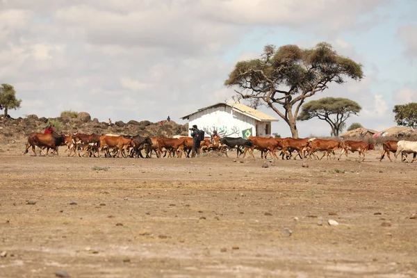 Племя Масаев Коровами Кения Африка Августа 2019 — стоковое фото
