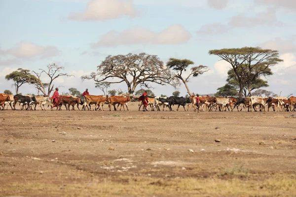 Tribo Masai Com Vacas Quênia África Ago 2019 — Fotografia de Stock