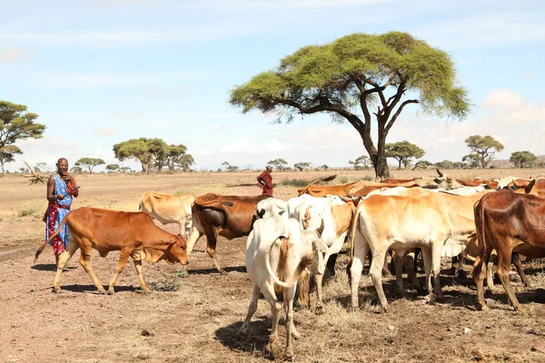 Kenya Afrika İnekleri ile Masai Kabilesi 31 Ağustos 2019