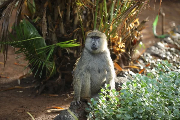 Zbliżenie Małpy — Zdjęcie stockowe