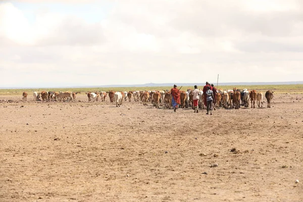 Масайские Племена Кении Августа 2019 — стоковое фото