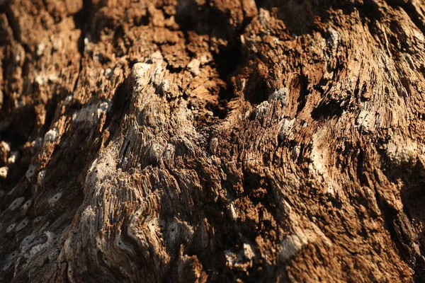 Textura Árvore Seca Deserto — Fotografia de Stock