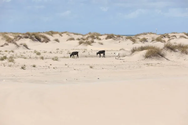 Vaca Deserto — Fotografia de Stock