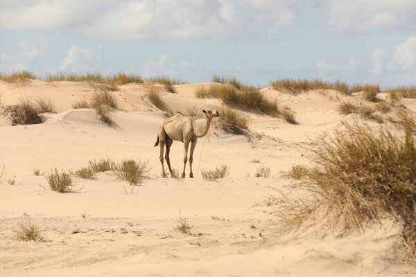 Camel in a Desert