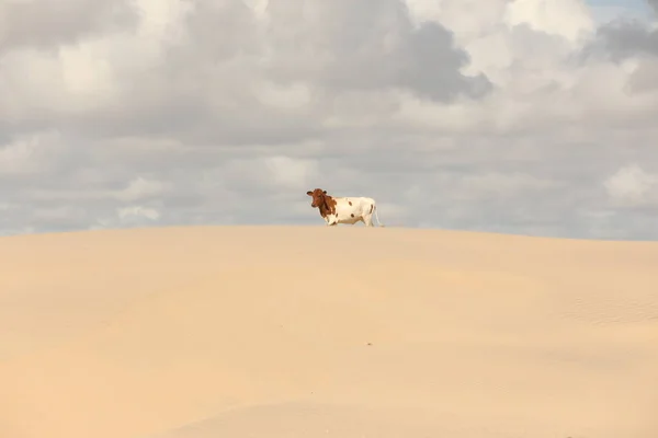 Mucca Nel Deserto — Foto Stock