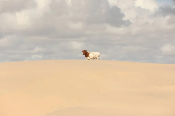 Vaca Deserto — Fotografia de Stock