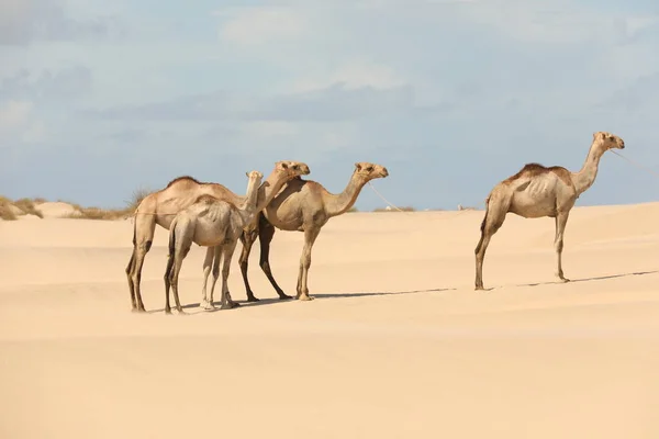 Camelo Deserto — Fotografia de Stock