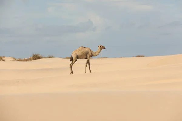 Camello Desierto —  Fotos de Stock