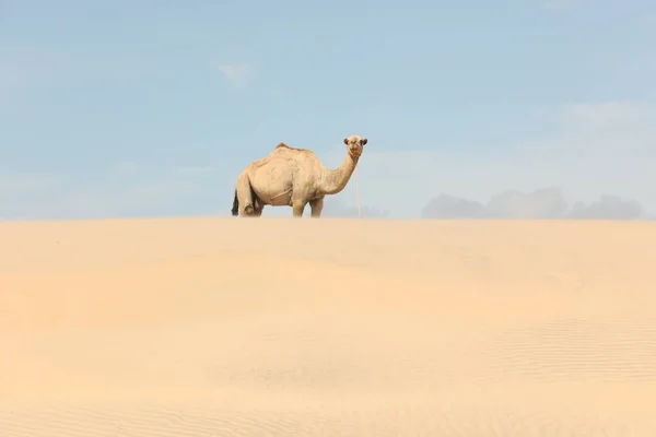 Camelo Deserto — Fotografia de Stock