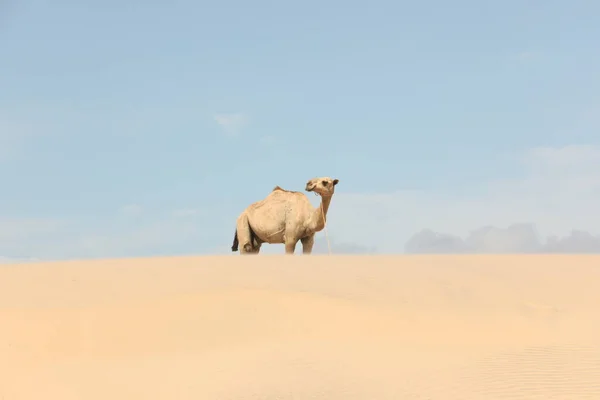Καμήλα Στην Έρημο — Φωτογραφία Αρχείου