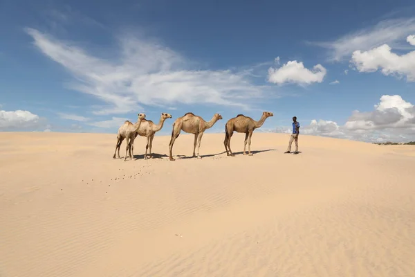 Camelo Deserto — Fotografia de Stock