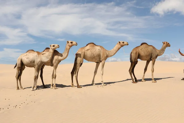 Camello Desierto — Foto de Stock