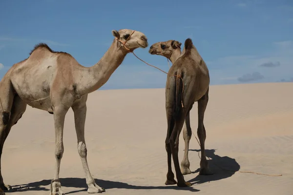 Cammello Deserto — Foto Stock