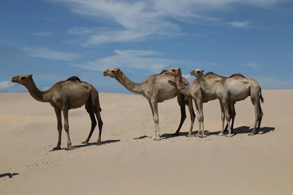 Cammello Deserto — Foto Stock