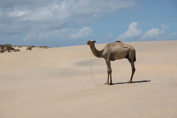 Camello Desierto —  Fotos de Stock