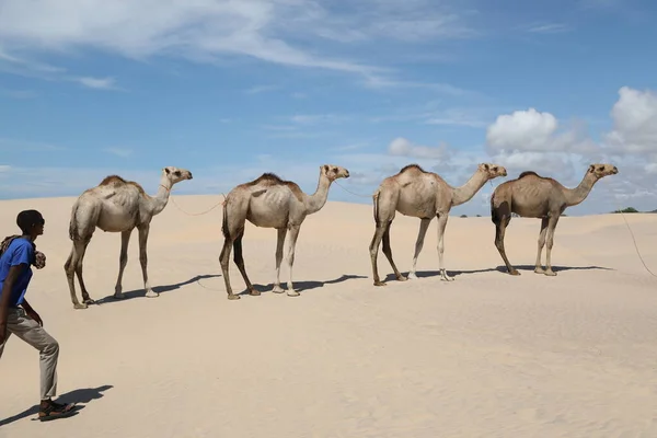 Cammello Deserto — Foto Stock