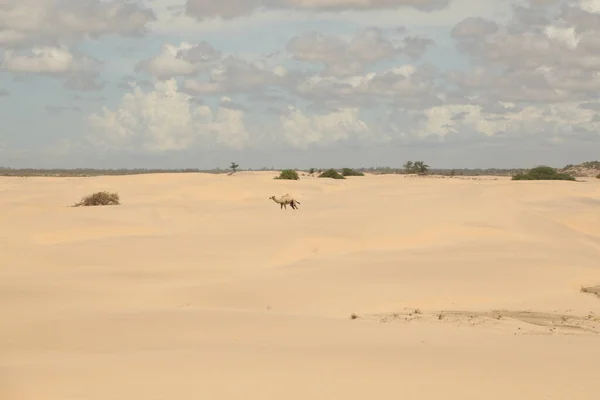 Camelos Deserto — Fotografia de Stock