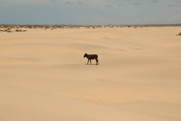 Krowa Pustyni — Zdjęcie stockowe
