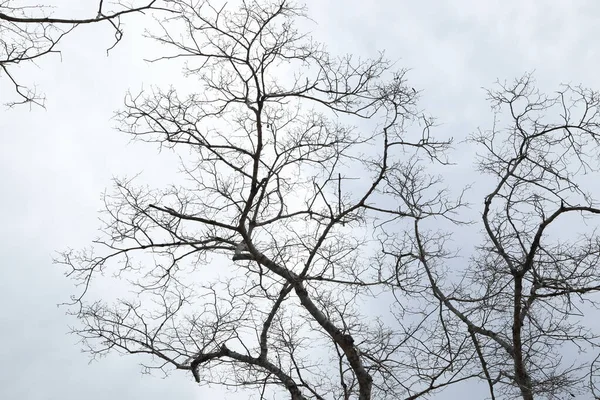 Suchá Textura Stromu Přírodě — Stock fotografie