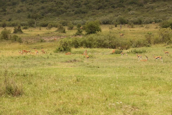 Кормление Оленей Лугу Кении Африка — стоковое фото