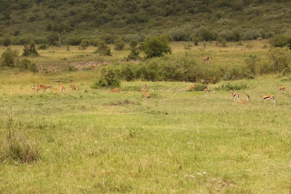 Kenya Afrika Sında Geyik Besleme — Stok fotoğraf