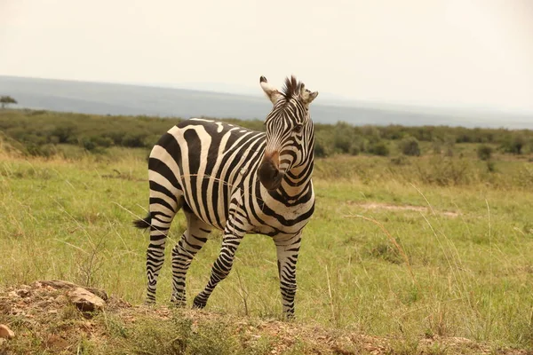 Zebra Táplálkozás Legelőn Kenya Afrika — Stock Fotó