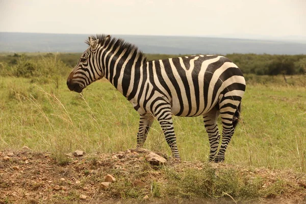 Zebra Alimentação Pastagem Quênia África — Fotografia de Stock