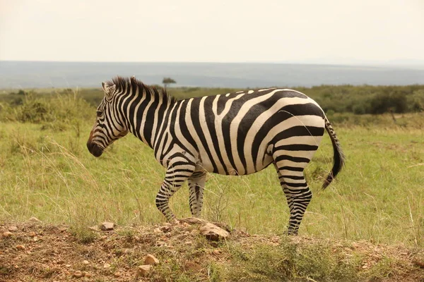 Zebra Che Nutre Nelle Praterie Kenya Africa — Foto Stock