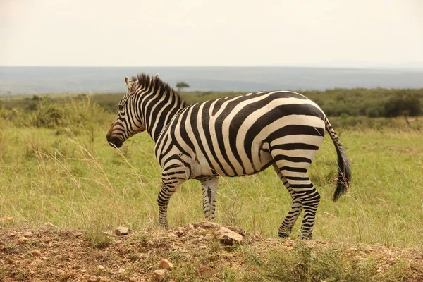 Zebra Hrănire Pășune Kenya Africa — Fotografie, imagine de stoc