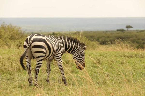 Zebra Feeding Grassland Kenya Africa — Stock Photo, Image