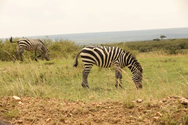 Zebra Feeding Grassland Kenya Africa — Stock Photo, Image
