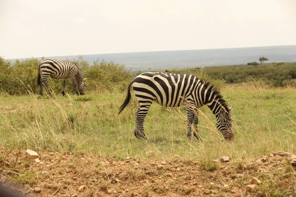 Zebra Feeding Grassland Kenya Africa — Stock Photo, Image