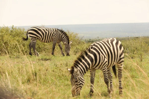 Zebra Feeding Grassland Kenya Afrique — Photo