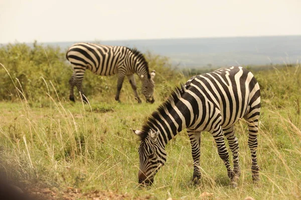 Zebra Feeding Grassland Kenya Afrique — Photo