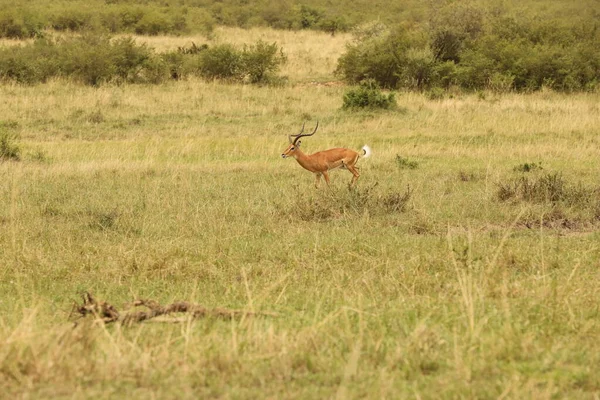 Herten Voeden Het Grasland Kenia Afrika — Stockfoto