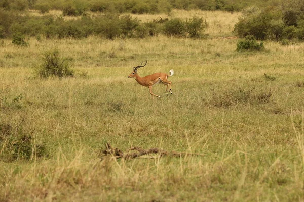 Kenya Afrika Sında Geyik Besleme — Stok fotoğraf