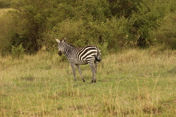 非洲草原上的斑马喂养 — 图库照片