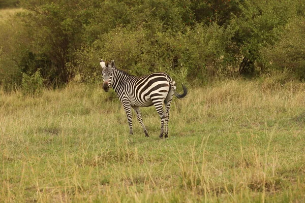 Zebra Feeding Grassland Kenya Afrique — Photo