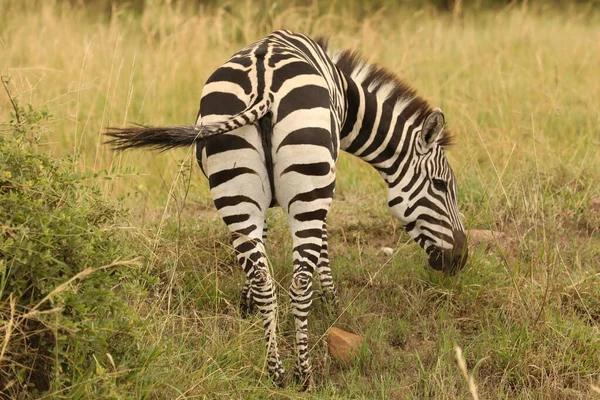 Zebra Krmení Trávě Keňa Afrika — Stock fotografie