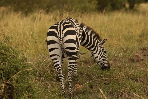 Zebra Táplálkozás Legelőn Kenya Afrika — Stock Fotó